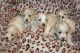 Coton De Tulear Puppies for sale in Wethersfield, CT 06109, USA. price: NA