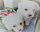 Coton De Tulear Puppies for sale in Washington, DC, USA. price: NA