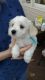 Coton De Tulear Puppies for sale in Kent, OH 44240, USA. price: NA
