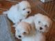 Coton De Tulear Puppies for sale in 58503 Rd 225, North Fork, CA 93643, USA. price: NA