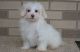 Coton De Tulear Puppies for sale in Walnut, CA, USA. price: NA