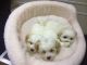 Coton De Tulear Puppies for sale in Nashville, TN, USA. price: NA