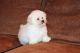 Coton De Tulear Puppies for sale in Palm Springs, CA 92262, USA. price: NA