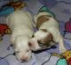 Coton De Tulear Puppies for sale in Rockford, MI, USA. price: $2,000