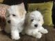 Coton De Tulear Puppies for sale in Clifton, NJ, USA. price: NA