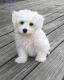 Coton De Tulear Puppies for sale in Marlborough, MA, USA. price: $500