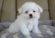 Coton De Tulear Puppies for sale in Green Bay, WI, USA. price: $600