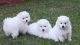 Coton De Tulear Puppies for sale in Dover, DE, USA. price: NA