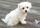Coton De Tulear Puppies for sale in Louisville, KY, USA. price: $650