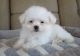 Coton De Tulear Puppies for sale in Eminence, IN, USA. price: NA