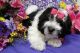 Coton De Tulear Puppies for sale in Houston, MS 38851, USA. price: $500