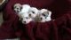 Coton De Tulear Puppies for sale in Miami Beach, FL, USA. price: $300