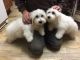 Coton De Tulear Puppies for sale in New York Ave NW, Washington, DC, USA. price: NA