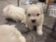 Coton De Tulear Puppies for sale in 2018 Elizabeth St, Springfield, IL 62702, USA. price: NA