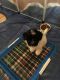 Coton De Tulear Puppies for sale in 103 Waldron Ferry Rd, Hallsville, TX 75650, USA. price: $1,000