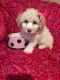 Coton De Tulear Puppies for sale in West Bloomfield Township, MI, USA. price: $650