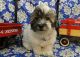 Coton De Tulear Puppies for sale in Hulbert, OK 74441, USA. price: $1,700