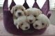 Coton De Tulear Puppies for sale in IL-53, Itasca, IL, USA. price: NA