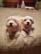 Coton De Tulear Puppies for sale in Bloomsburg, PA 17815, USA. price: NA