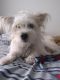 Coton De Tulear Puppies for sale in West Palm Beach, FL, USA. price: $800