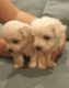 Coton De Tulear Puppies for sale in Salt Lake City, UT, USA. price: $2