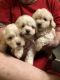 Coton De Tulear Puppies for sale in Hamilton, OH, USA. price: NA