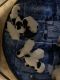 Coton De Tulear Puppies for sale in 103 Waldron Ferry Rd, Hallsville, TX 75650, USA. price: $1,200