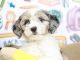 Coton De Tulear Puppies for sale in Phoenix Metropolitan Area, AZ, USA. price: $3,800