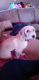 Coton De Tulear Puppies for sale in Blaine, MN, USA. price: $200