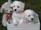Coton De Tulear Puppies for sale in Hampton, GA 30228, USA. price: NA