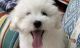 Coton De Tulear Puppies for sale in Whittier, CA, USA. price: $2,000