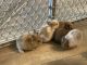Cottontail Rabbits for sale in Myrtle Beach, SC, USA. price: $30