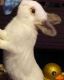 Cottontail Rabbits for sale in Spring, TX 77386, USA. price: $50
