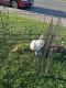 Cottontail Rabbits for sale in Merced, CA, USA. price: $30