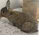 Cottontail Rabbits for sale in Canton, CT, USA. price: NA