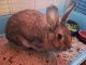 Cottontail Rabbits for sale in Michigan City, IN, USA. price: NA