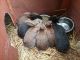 Cottontail Rabbits for sale in Williamsport, PA, USA. price: NA