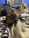Cottontail Rabbits for sale in 906 Reaper Rd, Staunton, VA 24401, USA. price: NA