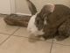 Cottontail Rabbits for sale in El Paso, TX 79912, USA. price: $50