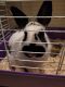 Cottontail Rabbits for sale in Elko, NV 89801, USA. price: NA