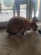 Cottontail Rabbits for sale in Fort Wayne, IN, USA. price: NA