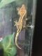 Crested Gecko Reptiles for sale in Bessemer, AL, USA. price: NA