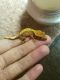 Crested Gecko Reptiles for sale in Burlington, NC, USA. price: NA
