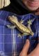 Crested Gecko Reptiles for sale in Wakefield, South Kingstown, RI 02879, USA. price: $100