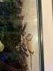 Crested Gecko Reptiles for sale in Waldorf, MD 20601, USA. price: NA