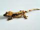 Crested Gecko Reptiles for sale in Pine Hill, NJ, USA. price: NA