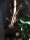 Crested Gecko Reptiles for sale in New York, NY, USA. price: $200