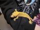 Crested Gecko Reptiles for sale in Vancouver, WA, USA. price: $100