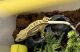 Crested Gecko Reptiles for sale in West Chester Township, OH, USA. price: NA