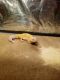 Crested Gecko Reptiles for sale in Sandusky, OH 44870, USA. price: $50